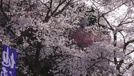 Somei-Yoshino-Cherry-Tree-in-Full-Bloom,-Brilliant-Pink-Flowers-in-Spring-Japan