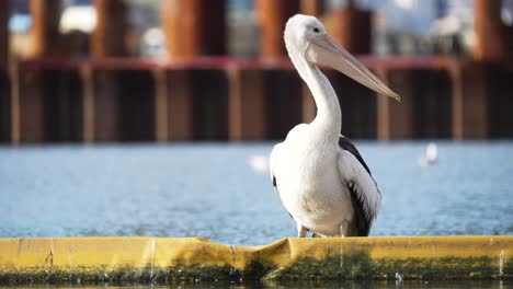 Static-shot-of-a-pelican-in-the-sun,-looking-up-to-face-camera