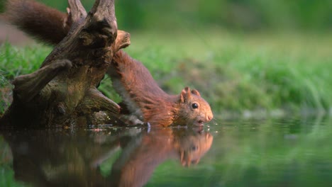Small-squirrel-swimming-in-calm-pond-fishing-up-floating-hazelnut---slow-motion
