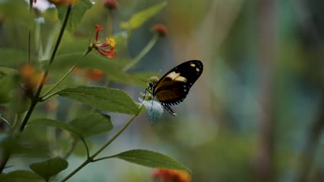 Brauner-Schmetterling-Thront-Auf-Einer-Blume---Nahaufnahme