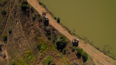 Top-down-aerial-shot-of-elephants-in-Africa-walking-next-to-green-water