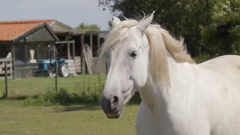 Wind-blowing-through-the-manes-of-horse-standing-in-a-pen---240fps-slow-motion