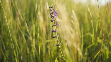 Purple-flower-in-tall-grassfield-gently-moving-alone-in-the-slow-breeze-on-summer-clear-day-close-up-shot-outside-in-green-meadow