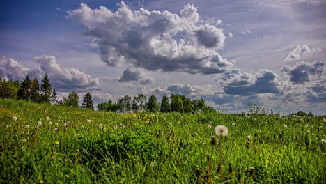 Dynamic-cloudscape-over-a-field-of-wild-dandelions,-grass-and-evergreen-trees-in-the-rural-landscape---time-lapse