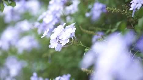 Nahaufnahme-Von-Blauen-Kleinen-Blumen-Auf-Einer-Hecke