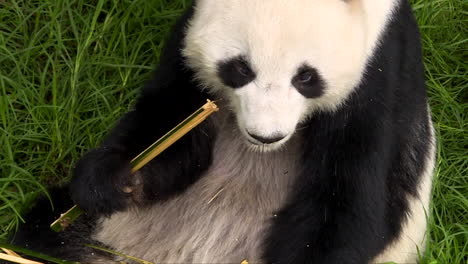 Close-up-of-Gigant-panda-eating-bamboo