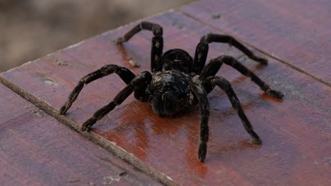 Macro-of-big-black-tarantula-in-Brazil