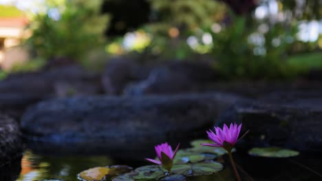 Rosa-Lilienblume-In-Einem-Teich-Mit-Wasserfall-Im-Hintergrund