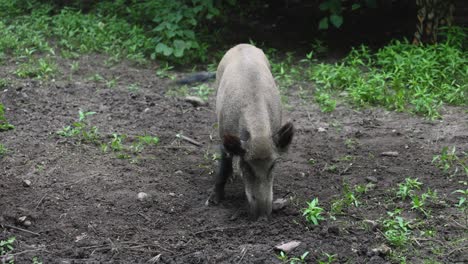 Wild-Boar-Pushing-the-ground-in-Bialowieza-forest,-Poland