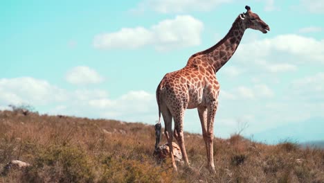 Giraffe-is-standing-in-wide-open-landscape-and-chewing-food