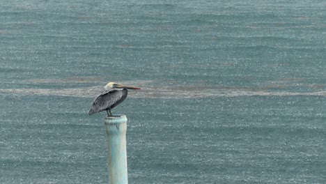 Pelican-standing-on-top-of-a-pipe-in-the-ocean-in-the-rain