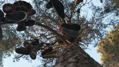 Bunch-of-shoes-hanging-from-a-tree
