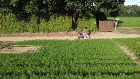 Mommy-walking-her-baby-in-a-stroller-in-the-potato-fields-of-Scherpenbeek,-Belgium