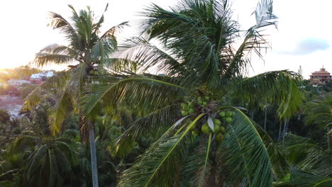 Aerial,-close-up-of-coconut-palm-tree-leaves-blowing-in-wind-during-golden-hour