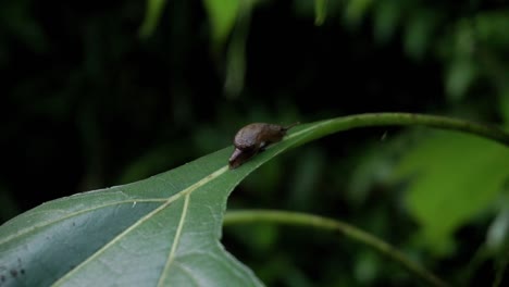 Close-up-shot-of-brown-baby-snail-resting-on-leaf-in-deep-rain-forest-of-Indonesia