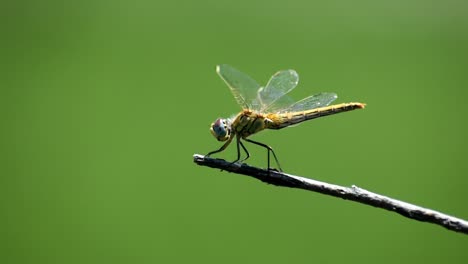 Close-up-of-libel-insect,-standing-and-flying-over-wooden-peace-of-plant,-blurred-background