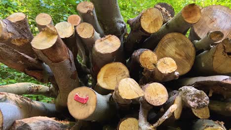 Haufen-Gefällter-Holzbäume-Mit-Baumstammetikett-In-Einem-Waldgebiet