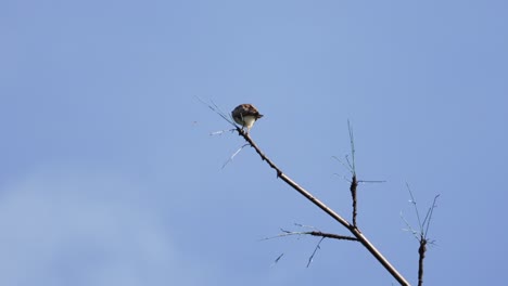 Rufous-winged-Buzzard-Hawk-Perching-on-the-Tip-of-the-Branch,-then-Fly-Away-with-Wings-Spread