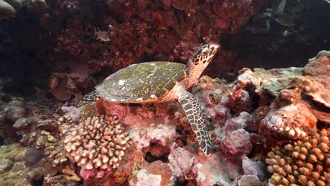 Hawksbill-sea-turtle-sitting-on-a-beautiful-coral-reef-in-crystal-clear-water-of-the-pacific-ocean,-around-the-island-of-Tahiti-in-French-Polynesia