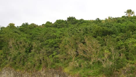 Green-Tropical-Trees-on-Top-of-Mountain-Island-Moving-Shot-Slow-Mo