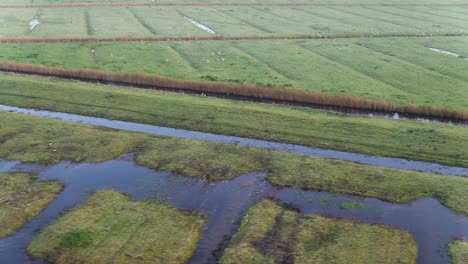 Schwenk-Drohnenaufnahme-Folgt-Einem-Großen-Vogelschwarm,-Der-über-Dem-Feuchten-Und-üppigen-Ackerland-Eines-Flussdeltas-In-Den-Niederlanden-Fliegt