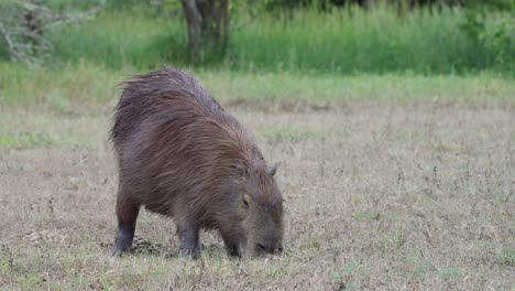 Erwachsene-Capybara-Grasen-Ruhig-Auf-Der-Wiese