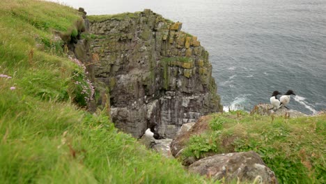 Three-razorbills-sit-on-a-rocky-ledge-with-a-dramatic-sea-cliff-and-seabird-colony-in-the-backgroud-with-a-gentle-ocean-swell