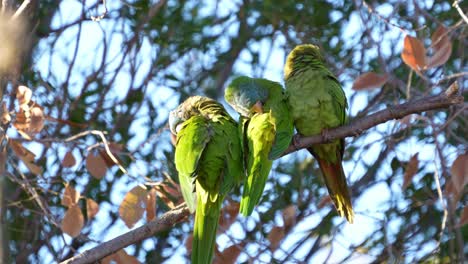 Blue-crowned-Parakeets-grooming,-natural-habitat