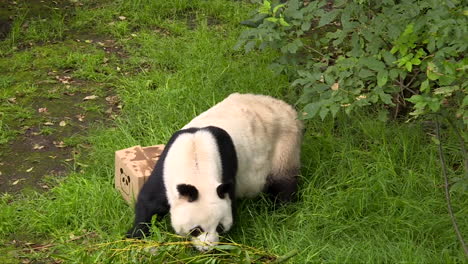 Neugieriger-Panda-Auf-Der-Suche-Nach-Mehr-Bambus