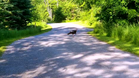 Wild-turkey-crossing-a-deserted-road-in-the-early-morning