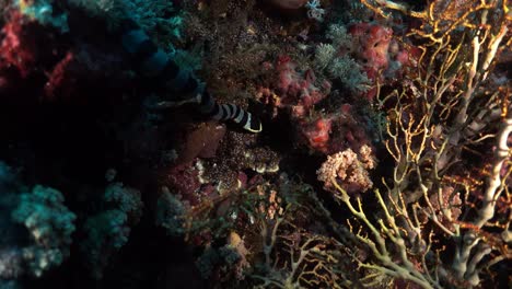 Seeschlange-Kriecht-Auf-Dem-Korallenriff