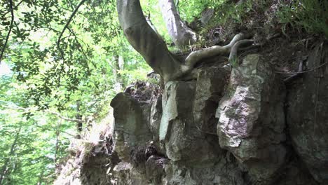 árbol-Que-Crece-Desde-El-Lecho-De-Roca