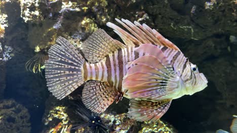 Colorful-lion-fish-is-swimming-in-crystal-clear-water-with-coral-reef-background