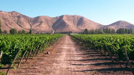 low-aerial-dolly-shot-above-a-dirt-track-in-between-vineyards-in-Maipo-Valley