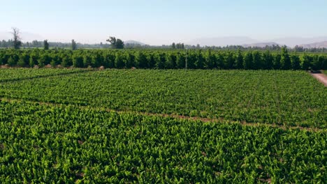 Aerial-establishing-shot-of-ripe-vineyards-ready-to-be-harvested-in-Maipo-Valley