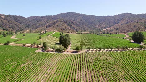 Slow-establishing-shot-of-the-vineyards-and-orchards-in-Cachapoal-Valley,-Chile