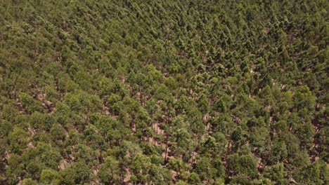 High-drone-footage-shows-how-the-wind-plays-with-the-treetops-in-a-forest