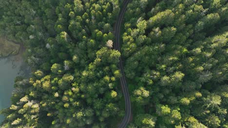 Top-down-aerial-view-of-a-road-winding-through-the-forest-of-top-lit-trees