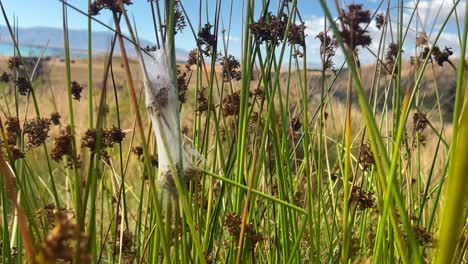 Nursery-spider-web-cocoon-in-dense,-tall-grass