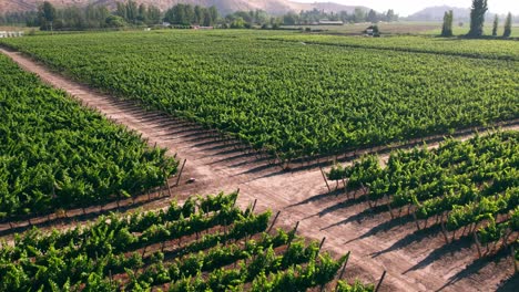 Aerial-shot-overhead-healthy-vineyards-in-Maipo-Valley-with-tracks-running-in-between