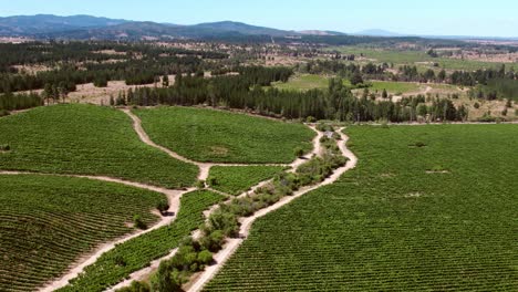 Aerial-establishing-shot-of-the-large-vineyards-in-the-Maule-Valley,-Chile