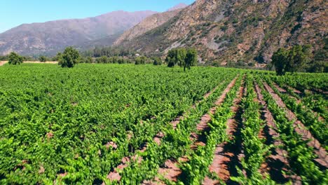Low-aerial-shot-above-vineyards-swaying-in-the-inner-part-of-Maipo-Canyon