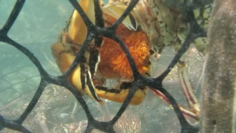 detail-CARIBBEAN-lobster-palinurus-argus-spawning-in-captivity