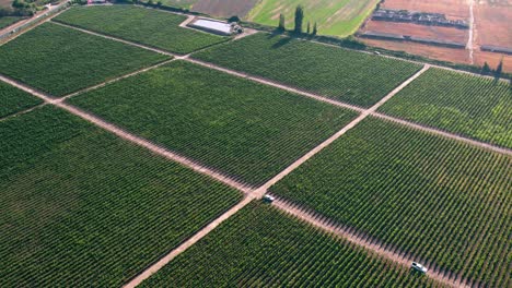 Aerial-shot-of-farmers-inspecting-the-healthy-segregated-vineyards-in-Maipo-Valley,-Chile