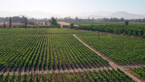 Aerial-shot-of-separated-healthy-vineyards-in-the-Maipo-Valley-region,-Chile