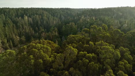 Aerial-view-of-the-trees-filling-the-Northern-California-coastline