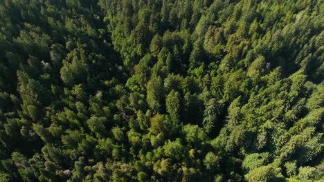 Top-down-aerial-view-of-a-forest-filled-with-evergreen-trees-on-the-West-Coast