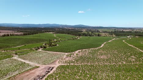 Aerial-rotating-shot-of-the-multiple-vineyards-in-the-Maule-Valley-in-Chile