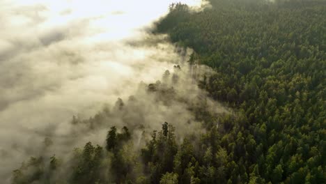 Overhead-aerial-view-of-low-lying-fog-surrounding-a-California-forest