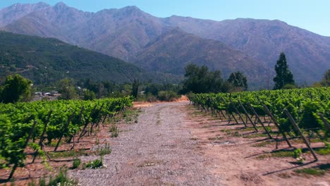 Low-aerial-dolly-along-a-gravel-path-between-ripe-vineyards-in-Maipo-Canyon,-Chile